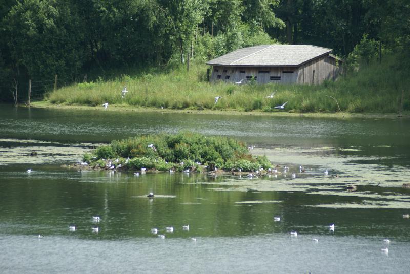 A la rencontre des oiseaux